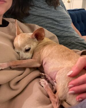 Lauren Lopez Instagram - Happy Gotcha Day to our most precious angel. She is the love of our lives and our entire reason for existing🥰🥰🥰which definitely comes out in a chill, non-smothering way on my part 🥰🥰🥰🥰 if she was a human she would be entirely fucked up from our codependence/enmeshment but she’s not! She’s a dog! Great news for me and my issues!!!! We love her so fucking much it’s actually insane.

Not to scare you, but legally you have to look at every pic in this post. Don’t skip any!!!!!!!! Confirm that you looked!!!!! #rescuedogsofinstagram #rescue #chihuahua #clowns #adoptdontshop