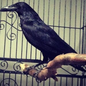 Lisette Morelos Instagram - Gracias por ser parte tan importante en mi vida! Welcome back! 
#lola #luna #layka #kahlua #Poe 🖤🐦‍⬛🐾