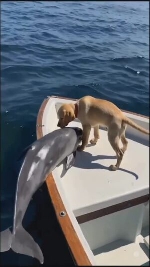 Lori Greiner Instagram - This is precious…I’ve always loved dolphins, don’t you? 💖

🎥 @shop_buddybythesea
