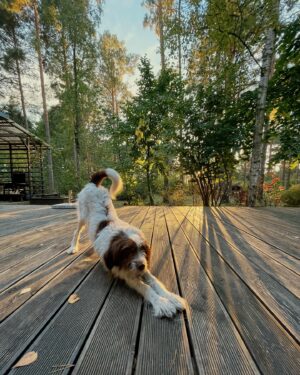 Maria Ehrich Instagram - Cottage core. 🍁 Ich hab Manu neulich gefragt, welche Jahreszeit ich für ihn wäre, wenn er wählen müsste. Er meinte „ein goldener, gemütlicher Herbst“ - und ich stimme von ganzem Herzen zu. Der Sommer war traumhaft und ich bin so froh ihn diesmal zu Hause verbracht zu haben, aber Herbst macht mich einfach so glücklich. Kerzenschein, Bücher verschlingen (… und Bücher schreiben…;)), Strickpullis ohne schlechtes Gewissen tragen, Tee schlürfen, Kaminfeuer anstarren. Könnte ewig weitermachen. Ist aber auch besonders schön in unserem kleinen Häuschen gerade. Heute Nachmittag geht’s wieder in die Stadt. Da lieb ich es zu dieser Jahreszeit aber auch. 

Übrigens, das Grundstück neben unserem ist glaub ich verzaubert. Da war schon seit Jahren niemand mehr und, obwohl alles etwas verwildert, blühen die Rosen noch und es schwimmt sogar noch ein Goldfisch im Teich. Von den Rehen die da ständig auf leisen Hufen umherstreifen mal ganz abgesehen. Dem Fisch will ich mich aber ein bisschen annehmen, kenne mich allerdings überhaupt nicht aus. Wer hat Goldfische? Was macht man im Winter mit denen? Muss ich zusätzlich Futter besorgen? Ein Teich auf unserem Grundstück kommt nicht in Frage, aber ich will den Kleinen nicht sich selbst überlassen. Wird ja schließlich kalt! 💫🪶🍂🍁