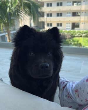 Mariana Botas Instagram - Baby, te vo’a dar una vuelta por la playita 🏝️☀️🌊👙🐶💖🦀