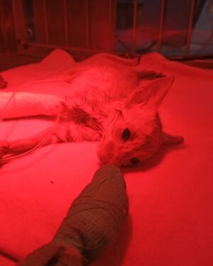 Marina Yers Instagram - Vuela alto Rafaello 🕊️ 

Escribo esto con lágrimas en los ojos y chillando del dolor. Este gato llegó a mi vida sin yo esperármelo. Tal y como os enseñé en el reel de la sorpresa de mi pareja, ahí llegó. 
Rafaello era la sorpresa. Le pusimos ese nombre porque era blanquito como mis bombones favoritos que se llaman Raffaello. Menudo gato más bueno que nos había tocado. 

Era muy hablador, maullaba todo el rato queriendo atención y mimos, nos seguía al baño, al salón, a todos lados. Y con la poquita cosa que era, ya se subía a la cama y hasta intentaba subir las escaleras del segundo piso. Cosa que nos tenía muy sorprendidos y siempre comentábamos entre risas, que cuanta habilidad tenía este gato, que vivo estaba, que cosita más pequeña y más pura era. 

A los 3 días de estar con nosotros se empezó a poner malo, tiritaba, no comía, tenía los ojos hinchados. Lo llevamos corriendo al veterinario. A uno, a otro y a otro. 

En tres clínicas estuvo internado Rafaello. Hablé con muchos de vosotros para saber qué más darle para que sobreviviera porque estaba desesperada. Me daba mucha impotencia verlo sufrir y no poder hacer nada para cambiarlo más que rezar, visitarlo y monitorear con las clínicas 24/7 su proceso. 

Tenía FIP, Herpes, Anemia y alguna cosa más me dejo por ahí seguro. Todos los veterinarios coinciden en que nos dieron un gato enfermo. Pero no culpábamos a nadie y decidimos seguir luchando. Hasta el final. 

Para la gente que dice (que hay mucha por cierto): 
-¡Que exagerada eres! Es solo un gato. ¿Por qué no lo sacrificaste? ¿Por qué le das tanta importancia? 

Porque soy una persona con el corazón lleno de compasión. Por personas, animales y en general cualquier forma de vida. 
Y me duele ver a alguien sufrir.

No soy como los que mencionáis estas barbaridades. Vosotros no tenéis compasión por otros… Dios no la tendrá con vosotros. O si fueras una persona verdaderamente feliz, ¿irías comentando estas cosas para hacer daño? Sólo Dios te puede guiar, ojalá lo haga. 

Por otro lado, Rafaello gracias por haber existido, llegado a mi vida y haberme hecho una persona mucho más fuerte y más cercana a Dios. Tú llegada a mi hogar no fue en vano.