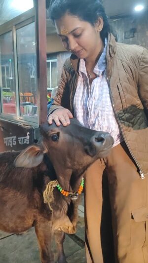Meera Joshi Instagram - Bhimashankar temple's best kept secret!
A calf with a taste for junk food... Who needs roti when you can have pav? Guess roti is so last season.... But this cute calf at bhimashakar temple reminded me that joy can be found in simplest things, like sharing junk food...
...
#BhimashankarTemple #Bhimashankar #MaharashtraTourism #IndianTemples #meerajoshi #shiv #shiva #shankar #guy
#CalfLove #CowLove #AnimalEncounters #TempleAnimals #JunkFoodLover #PavOverRoti #FoodieFun #TempleTreats
#JoyInSimpleThings #TempleVibes #PositiveVibesOnly #HappinessIsSharing #marathimulgi #harharmahadev
#TempleTales #CaptureTheMoment #omnamahshivaya #omnamahshivay #junkie #junkfood #mahadev