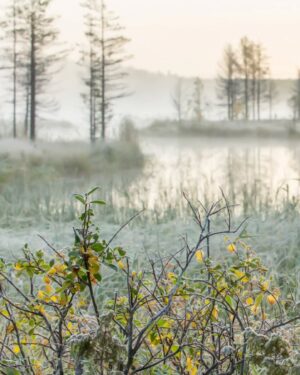 Meeri Koutaniemi Instagram - Tänä syksynä löytyi monta uutta paikkaa ja tuttavuutta Kuusamosta. Alla pääset tutustumaan mitä ne ovat. ❤️ // Kaupallisessa yhteistyössä @rukakuusamo

Syysretki Kuusamoon tänä vuonna oli siitä erityinen, että pääsin tutustumaan sellaisiin paikkohin ja ihmisiin, ketä en entuudestaan tuntenut. Suosittelen tässä neljä uutta ja neljä vanhaa lempipaikkaa sulle, joka mietit miksi mennä Kuusamoon ja mitä siellä tehdä. Kaikkiin paikkoihin pääsee kaikkina vuodenaikoina!

Uudet tuttavuudet

🧡 Porojooga 🤍 Mun ja Samin poro Hiisi on asunut Kujalan porotilalla jo 4 vuotta. Pääsin kuitenkin nyt vasta ekaa kertaa kokeilemaan joogaa porojen keskellä Piritta Liikan opastuksella. Odotan päästä tänne takaisin venyttelemään paukkupakkasilla! @kujalanporotilasince1860

🧡 Pohjolan Pirtti 🌿 En tiennyt, että Kuusamossa pääsee perinnesaunottajan katajavastojen ja saunalaulujen hellään huomaan. Saunan henkistä perinnettä ylläpitävä Tanja Pohjola käyttää eri puiden lehdistä tehtyä vastoja hoitamaan erilaisia vaivoja ja rentouttamaan kehoa ja mieltä. Löylyjen ja laulujen jälkeen pääsee sukeltamaan luonnonvesiin. @pohjolanpirtti_pohjolankievari

🧡 Villiruokamarkkinat 🫐 Kuusamoa harvoin pidetään kulinaristisena matkakohteena, mutta todellisuus kätkee mielettömän runsauden raaka-aineita ja ravintolayrittäjiä. Paikallinen ruokakulttuuri on kokenut valtavan harppauksen sitten lapsuuteni. Suosittelen käymään kokkauskurssilla Jarmo Pitkäsen kotona Tundrassa! @studiorestauranttundra @wildfoodfestivalkuusamolapland

🧡 Aistielämyksiä House of Northern Sensesissä 🌬 Kuusamossa suosittelen majoittumaan keskellä luonnon rauhaa. Boutique-kylpylähotellin pitäjät Leena Harkimo & Timo Kousa on omistautuneet tarjoamaan paikassaan kaikille aisteille mieleenpainuvia kokemuksia. Naapurista pääset vaeltamaan Konttaiselle, jonka helppo reitti tarjoaa maisemakierroksen Koillismaalle. Ruoka oli taivaallista! Periltä löydät myös yhden Kuusamon harvoista savusaunoista. @houseofnorthernsenses

Maisemakuvat on mun rakkaan äidin käsialaa @paulakoutaniemi 🙏🏼

Kommenteissa jaan ne vanhat lempipaikat, jotka yllättää aina. ❤️🛶

Jaa sun lempikohteet Kuusamosta alle niin laitetaan hyvä kiertämään. 🌀