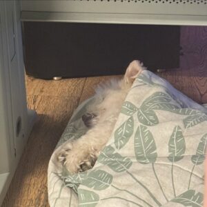Melanie Bracewell Instagram - LAST NIGHT I HIT GRANDMASTER IN TFT. Those who know me, know that comedy is a side hustle and my true passion is playing video games. I’m ready to be signed by any esports organisation. I couldn’t do it without my supporters. Mainly Charles who sits under my desk while I play and wraps himself up like a burrito.