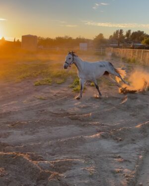 Mica Burton Instagram - There’s a thing that fucking sucks about being an equestrian. Sometimes the horse that you love with your whole goddamn heart isn’t the right horse for you anymore for any number of reasons, and you have to sell them to a new wonderful home. Aragorn and I have never been the perfect fit: he’s pretty small, he and I both have crazy anxiety which is an endless circle of spooking and panic, and sometimes it’s just a fact that the rider and horse are just a complicated match. That was only in the saddle though. Every other second of every day, he was my perfect angel boy. I love him with my whole heart and soul and he will always be my heart horse. Thanks to @cellardoorequestrian who I trust with my life, she has found him a perfect and loving new home, so I am not worried. I will miss him. Always.

No photos of us riding— that wasn’t the most important thing to me with him. Only pictures of us and our partnership because goddamn we were partners. He’s saved my ass in the saddle more times than he or I have spooked. 

I’ll miss sharing apples. I taught him how to give me kisses on the cheek, and he was a good listener. I know his new owner will love him. 

Please scroll all the way to the last two videos in this carousel— it’s him running in a huge field, happier than I’ve ever seen him, with the sunset so perfect in the background it looks like it was directed by Denis Villeneuve. 

All this to say. I love you Drambuie Z aka Aragorn. 

“I would rather share one lifetime with you than face all the ages of this world alone.” And my time with you was the best timeline. I’ll never be alone. 🖤