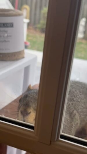 Monica Potter Instagram - Spent the day with Mom and our squirrel friend Chubs 🐿️