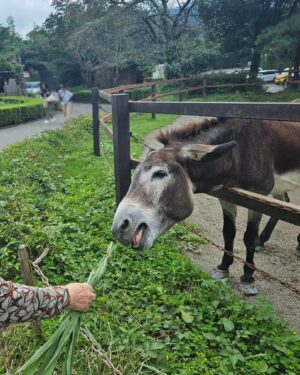 Nao Toyama Instagram - やっほ～！

この間ラジオでお話ししたのですが、

先日、家族旅行で群馬と長野に行ってきました～🏞️

美味しいものや自然の空気に触れてリフレッシュできました！

写真は群馬サファリパーク！
ロバにエサあげてるのはおばあちゃん！😌

おさるさんや、名前は忘れちゃったけど可愛い動物たちに会えて癒されました😂

私のオフィシャルクラブ「虹のわっか」では、
旅の合間に撮った動画もちょこちょこアップしていきますね！もしよろしければ見てみてね！

今日もお疲れ様でした！
お休みなさい～🌃

#群馬サファリパーク