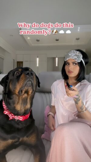 Navpreet Banga Instagram - They be sounding disappointed 🤣🤣…… 

#doggo #rottweilerpuppy #dogvideos #doglover 💕