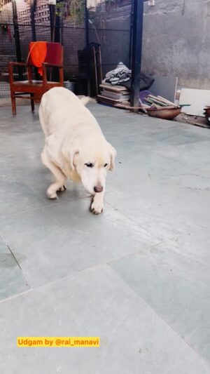 Neha Bhasin Instagram - PERFECT breed dog chahiye!!! Are we perfect? No one wants a special or differently abled child! Ek din aamna saamna zaroor hoga Eshwar se, woh din clarity mil jayegi hum sab ko: what is “perfect”!
.
My son Tuffy is more than perfect n in no way has he ever felt like extra management or work!
.
.
.
.
.
.
#love #doglover #dogmom #radheradhe #doglovers #maa #motherhood #lovestory #jaishreeram #harharmahadev #perfect #perfection #loveislove #loveisintheair #lover #lovers #tuffy #mylove #mylife #myson #lovedogs #loved #dogsofinstagram #dog #dogs #dogoftheday #mybaby #myhome #❤️