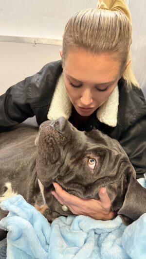 Nicky Whelan Instagram - Yesterday, this good boy named Hoss was surrendered to the shelter by his owners, who could no longer afford the cost of treating his broken leg. Tragically, he was scheduled to be euthanized this morning. However, thanks to the vigilance and compassion of @rita_earl_blackwell, who shared his story, and the swift action of @rhearrats from @spiritofanimalsrescue, Hoss was saved just in time.
Late last night, he was rushed to the dedicated team at Mission Veterinary Hospital, where he now awaits a complex and costly surgical procedure. This is a challenging case, but one that we are determined to see through.
I am reaching out to ask for your support—whether through a financial contribution or by simply sharing Hoss’s story to help us reach others who might be able to assit. We love you Hoss we got you. The link to donations can be found at @spiritofanimalsrescue DM for more details… thank you 🩷 #dogrescue #family 🫶🏼❤️🥹