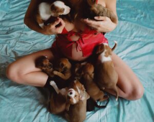 Rainey Qualley Instagram - puppy party (All these foster babies and their momma will need homes soon! please contact @thelabellefoundation ❤️)