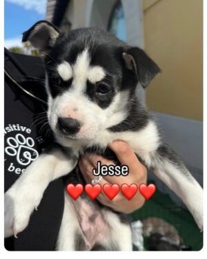 Rena Sofer Instagram - WE NAMED THE GREAT EIGHT!!!! Thank you all so much for being a part of our raffle!! And thank you to all the winners for all the great names!! Now @vanessamarcilmlovesk and @pawsitivebeginningsla have a new raffle so we can continue to raise more funds to pay to spay and neuter all these babies!! Any donation to our fundraiser $25 and over will instantly enter you in the pot!! If you donate $50 you will be entered twice.. $100 and your name is entered 4 times and so on!!!The link is right there in my bio!!! When this fundraiser is complete, Vanessa and I will pick ONE winner for a 30 minute zoom with us!! You can have anyone you want on your side! Heck you can even make it a party!! And we will zoom with you for 30 minutes!!! So please be generous and help us raise the funds needed!!! This has been such an amazing journey and I hope we get to do it again and again!!! If you are interested in adopting any of the great eight fill out an application @pawsitivebeginningsla  #adoptdontshop #foster #fosteringsaveslives #spayandneuter