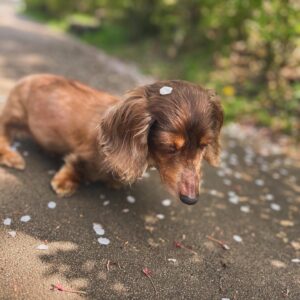 Rina Takeda Instagram - 先日、愛犬のラヴが天国に行きました。いつもSNSを通して可愛がってくれていたファンの方々から心配のメッセージがたくさん届いていたので、早くご報告しなくてはと思いながら時間が経ってしまいました。
この一ヵ月半、何も手につかないほどバタバタしていたので、私自身ようやく気持ちを落ち着かせて今この文章を書いています。

33年生きてきて、誰かのためにここまで涙を流したのは初めてでした。覚悟はあったものの、ラブが急激に体調を崩してからの一週間は現場に行くのも心苦しかったけど、家族で支え合いラブも寂しい思いをせず過ごせたと思います。
危篤状態になってからも現場と実家を行き来していたので、最後の日は仕事から帰ってくるのを待っていてくれて、時間を共にすることができました。精一杯の「ありがとう」と「だいすき」を伝えて、家族でラブを囲んでたくさんお話をしました。
最期は大好きな母に撫でられながら、苦しむことなく息をひき取り、優しい顔で眠っていました。
高校生の頃から一緒に過ごしてきたので私にとっては妹のような存在でした。でもいつの間にか私より先に大人になって、昔はあんなに甘えん坊だったラブさんが大人になったら逆にクールになり、ベタベタ甘える私に「だるいよーゔぅー」と時々あしらうようにもなって😂、ラブの方がお姉ちゃんのような存在になっていたなぁなんて思う事もあります。

先日、母がふと「あんなに小さいのに、存在感すごかったよね。ラブがいないだけでこんなに家が広く静かに感じるんだもんね」とリビングで呟いていました。
ラブと過ごした16年間は思い出がありすぎて、写真や動画を見ては愛おしさに溢れていて、今でも涙が止まらなくなります。
お別れは本当にさみしくて寂しくてたまらないけれど、頑張ってきたラブが楽になれたんだと思うと少しホッとする自分もいます。
これからは大好きなご飯もまたたくさん食べれるし、動かなかった後脚を使ってまた走り回れるから。
それでもやっぱり寂しいんだよなぁ
短い足でぴょんぴょん走ってる姿、大好きだったな

頑固で、驚くほど食いしん坊で、我慢強くて、優しくて立派な妹。そんなラブと出会えて幸せでした。
我が家にたくさんの愛をくれたラブさんは、天国に行ってもみんなから愛されると思います。姉犬イブもいるから安心です^_^ 
これからはぽっかり寂しい日々が続くけど、家族で支え合って元気に過ごしたいと思います！そして、弟分のウィル🐈が寂しい思いをしないように、たくさんの愛を与えていきます。

今までラブのこと可愛がってくれた皆さん、本当にありがとうございました。

皆さんのペット(家族)も
健康で愛に溢れた日々を過ごせますように^ ^

Thanks My little sister. Meeting you has made my life happy. I will love you forever.
When you go to heaven, run a lot and eat a lot We'll always think of you. I really love you.

I wish you and your pets happiness🍀