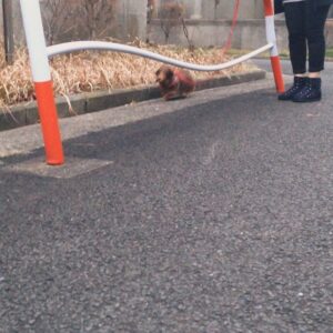 Rina Takeda Instagram - 先日、愛犬のラヴが天国に行きました。いつもSNSを通して可愛がってくれていたファンの方々から心配のメッセージがたくさん届いていたので、早くご報告しなくてはと思いながら時間が経ってしまいました。
この一ヵ月半、何も手につかないほどバタバタしていたので、私自身ようやく気持ちを落ち着かせて今この文章を書いています。

33年生きてきて、誰かのためにここまで涙を流したのは初めてでした。覚悟はあったものの、ラブが急激に体調を崩してからの一週間は現場に行くのも心苦しかったけど、家族で支え合いラブも寂しい思いをせず過ごせたと思います。
危篤状態になってからも現場と実家を行き来していたので、最後の日は仕事から帰ってくるのを待っていてくれて、時間を共にすることができました。精一杯の「ありがとう」と「だいすき」を伝えて、家族でラブを囲んでたくさんお話をしました。
最期は大好きな母に撫でられながら、苦しむことなく息をひき取り、優しい顔で眠っていました。
高校生の頃から一緒に過ごしてきたので私にとっては妹のような存在でした。でもいつの間にか私より先に大人になって、昔はあんなに甘えん坊だったラブさんが大人になったら逆にクールになり、ベタベタ甘える私に「だるいよーゔぅー」と時々あしらうようにもなって😂、ラブの方がお姉ちゃんのような存在になっていたなぁなんて思う事もあります。

先日、母がふと「あんなに小さいのに、存在感すごかったよね。ラブがいないだけでこんなに家が広く静かに感じるんだもんね」とリビングで呟いていました。
ラブと過ごした16年間は思い出がありすぎて、写真や動画を見ては愛おしさに溢れていて、今でも涙が止まらなくなります。
お別れは本当にさみしくて寂しくてたまらないけれど、頑張ってきたラブが楽になれたんだと思うと少しホッとする自分もいます。
これからは大好きなご飯もまたたくさん食べれるし、動かなかった後脚を使ってまた走り回れるから。
それでもやっぱり寂しいんだよなぁ
短い足でぴょんぴょん走ってる姿、大好きだったな

頑固で、驚くほど食いしん坊で、我慢強くて、優しくて立派な妹。そんなラブと出会えて幸せでした。
我が家にたくさんの愛をくれたラブさんは、天国に行ってもみんなから愛されると思います。姉犬イブもいるから安心です^_^ 
これからはぽっかり寂しい日々が続くけど、家族で支え合って元気に過ごしたいと思います！そして、弟分のウィル🐈が寂しい思いをしないように、たくさんの愛を与えていきます。

今までラブのこと可愛がってくれた皆さん、本当にありがとうございました。

皆さんのペット(家族)も
健康で愛に溢れた日々を過ごせますように^ ^

Thanks My little sister. Meeting you has made my life happy. I will love you forever.
When you go to heaven, run a lot and eat a lot We'll always think of you. I really love you.

I wish you and your pets happiness🍀