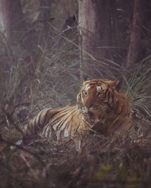 Rishina Kandhari Instagram - I hate waiting. But if waiting means being able to see you, I’ll wait for as long as forever to see you… 
#tigerlover #wildlifeofinstagram #rishinakandhariphotography #safarilife