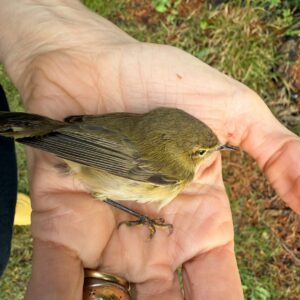 Sam Taylor-Johnson Instagram - Birds, it’s been a month of finding, saving and releasing them. 🤔