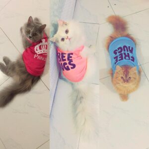Sanam Chaudhry Instagram - Cool cats in town 😻😽😹
#sasha #peeru #bella