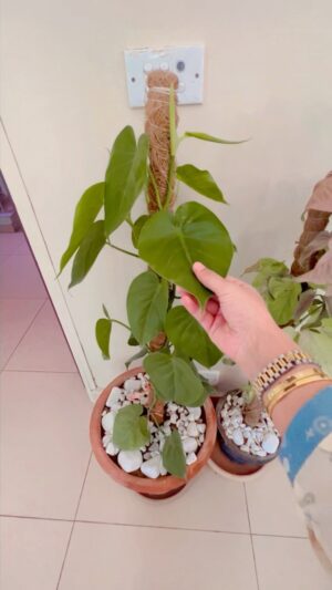 Sanam Chaudhry Instagram - I choose @landartlandscapes to decorate my happy place with indoor  plants 🌱 Alhamdulillah ♥️
Ah! I am loving my every corner 🪴