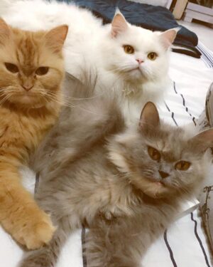 Sanam Chaudhry Instagram - My meows ❤
#bella #peeru #sasha