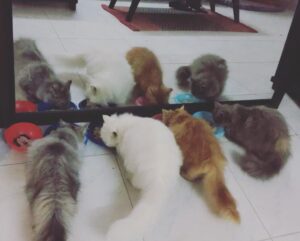 Sanam Chaudhry Instagram - Eating point 😂 
#pepsi #peeru #bella #sasha respectively 😻