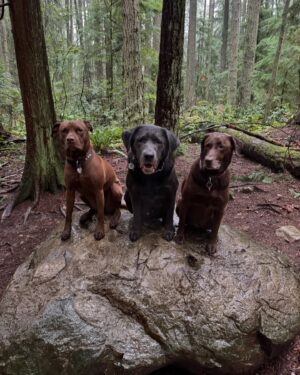 Sarah McLachlan Instagram - People, places, and dogs that make me happy ❤️ XoS
