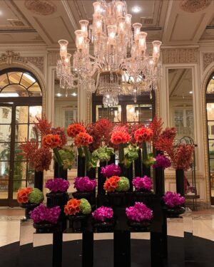 Sarah Roemer Instagram - ✨🌲✨ 

@theplazahotel