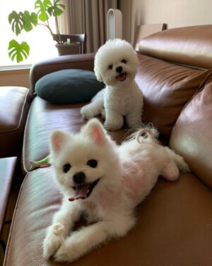 Sayuri Fujita Instagram - 2월 5일 오리코가 하늘 나라에 갔다. 
젠이 아기때 무슨일 일어날까봐 젠 뒤를 항상 따라다녔다. 
“오리코 언제 돌아와? ”
“오리코는 이제 안돌아와”
“왜 죽으면 안돌아와? ”
오리코를 떠나고나서  하루에 몇번이나 젠과 하는 대화다. 
사람도 동물도 죽으면 안돌아와. 그래서 생명이 소중한거야 라는 답을 들을때마다 젠이 고개를 끄덕 끄덕 한다. 마치 그 답을 듣고싶은거 처럼. 
나도 그 말 할때마다 잊고살았던 소중한 거를 다시한번 생각하게된다. 

오리코는 죽은후에도 나랑 젠에게 많은걸 알려주었다. 

On February 5th, Oriko went to heaven. 
When Zen was a baby, Oriko always followed him around, afraid something might happen to him. 
”When will Oriko come back?“ 
”Oriko won’t come back anymore. “ 
 ”Why won‘t he come back when he dies?“ 

Zen and I have had this conversation several times a day since Oriko left. 
Neither people nor animals come back once they die. That’s why life is precious, I say this and every time Zen hears this, he nods as if he wants to hear that answer. 
Every time I say this, I’m reminded of the precious things I have forgotten. 

Even after Oriko passed away, he left many lessons for me and Zen. 

2月５日オリコが死んだ。
「オリコいつ戻ってくるの？」
「オリコはもう戻って来ないんだよ」
「なんで死ぬと戻って来ないの？」
オリコが死んでから全は1日に何度も同じ事を聞く。
「人間も動物も死んだら戻らないんだよ。だから生命は大切なんだよ」
質問されるたびに同じ答えを言うと、全は首を縦にうんうんと振る。
その言葉を待っていたかのように。
私もその言葉を発するたびに、忘れていた何か大切な事を思い出す。
オリコは死んだ後も私と全にいろんな事を教えてくれた。