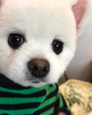 Sayuri Fujita Instagram - 2월 5일 오리코가 하늘 나라에 갔다. 
젠이 아기때 무슨일 일어날까봐 젠 뒤를 항상 따라다녔다. 
“오리코 언제 돌아와? ”
“오리코는 이제 안돌아와”
“왜 죽으면 안돌아와? ”
오리코를 떠나고나서  하루에 몇번이나 젠과 하는 대화다. 
사람도 동물도 죽으면 안돌아와. 그래서 생명이 소중한거야 라는 답을 들을때마다 젠이 고개를 끄덕 끄덕 한다. 마치 그 답을 듣고싶은거 처럼. 
나도 그 말 할때마다 잊고살았던 소중한 거를 다시한번 생각하게된다. 

오리코는 죽은후에도 나랑 젠에게 많은걸 알려주었다. 

On February 5th, Oriko went to heaven. 
When Zen was a baby, Oriko always followed him around, afraid something might happen to him. 
”When will Oriko come back?“ 
”Oriko won’t come back anymore. “ 
 ”Why won‘t he come back when he dies?“ 

Zen and I have had this conversation several times a day since Oriko left. 
Neither people nor animals come back once they die. That’s why life is precious, I say this and every time Zen hears this, he nods as if he wants to hear that answer. 
Every time I say this, I’m reminded of the precious things I have forgotten. 

Even after Oriko passed away, he left many lessons for me and Zen. 

2月５日オリコが死んだ。
「オリコいつ戻ってくるの？」
「オリコはもう戻って来ないんだよ」
「なんで死ぬと戻って来ないの？」
オリコが死んでから全は1日に何度も同じ事を聞く。
「人間も動物も死んだら戻らないんだよ。だから生命は大切なんだよ」
質問されるたびに同じ答えを言うと、全は首を縦にうんうんと振る。
その言葉を待っていたかのように。
私もその言葉を発するたびに、忘れていた何か大切な事を思い出す。
オリコは死んだ後も私と全にいろんな事を教えてくれた。