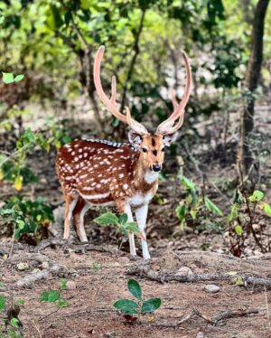 Shefali Shah Instagram - Then it was only about now. And now it’s all about then. 

@tajcorbettresort @elevenupindia @p.munola 

#WildernessCalling #TajCorbett #TajWildernessEscape #RejuvenateAtTajCorbett #Travel #Wildlife #Holiday #TravelDiaries