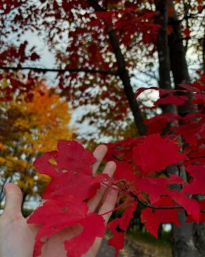 Shizuka Ishibashi Instagram - ❤︎

my beautiful autumn