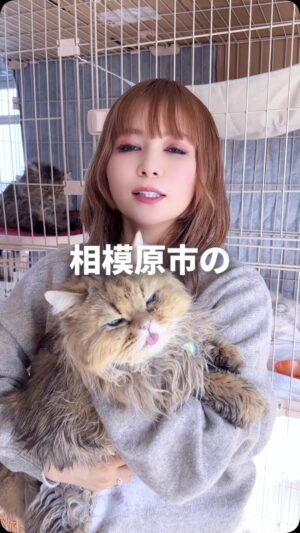 Shoko Nakagawa Instagram - 【拡散希望】本当にありがとうございます！
#拡散希望 #猫 #家族