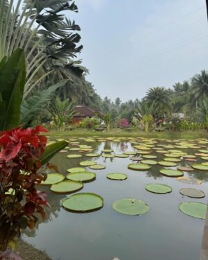 Sri Gouri Priya Instagram - అందమైన, ఆనందమైన సంక్రాంతి!🌴❤️✨