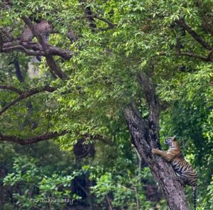 Sri Sudha Bhimireddy Instagram - When everyone asks me, have u ever seen tiger and leopard in the jungle , Then I smile and decided to post this ☺️😎🥰

When I started safaris  in tiger reserve , in 2022 

2nd day 3rd safari from Kanha national park. 
Fine evening everyone sighting the leopard on tree. But I spotted tiger 🐅 searching for leopard . 
First days of my safari trip, 

Now tel@me Am i carrying Luck  for 🐅 or 🐆 ?? 

For the people who thinks it’s fake photograph or created by AI , I’m posting the video shot same time … 

Finally leopard is safe and tiger failed 😞….

@kanha_tr_official
 @mptourism 
@mptfs.official 

Sighting date- May 2022