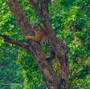 Sri Sudha Bhimireddy Instagram - When everyone asks me, have u ever seen tiger and leopard in the jungle , Then I smile and decided to post this ☺️😎🥰

When I started safaris  in tiger reserve , in 2022 

2nd day 3rd safari from Kanha national park. 
Fine evening everyone sighting the leopard on tree. But I spotted tiger 🐅 searching for leopard . 
First days of my safari trip, 

Now tel@me Am i carrying Luck  for 🐅 or 🐆 ?? 

For the people who thinks it’s fake photograph or created by AI , I’m posting the video shot same time … 

Finally leopard is safe and tiger failed 😞….

@kanha_tr_official
 @mptourism 
@mptfs.official 

Sighting date- May 2022