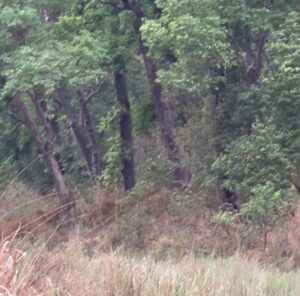 Sri Sudha Bhimireddy Instagram - When everyone asks me, have u ever seen tiger and leopard in the jungle , Then I smile and decided to post this ☺️😎🥰

When I started safaris  in tiger reserve , in 2022 

2nd day 3rd safari from Kanha national park. 
Fine evening everyone sighting the leopard on tree. But I spotted tiger 🐅 searching for leopard . 
First days of my safari trip, 

Now tel@me Am i carrying Luck  for 🐅 or 🐆 ?? 

For the people who thinks it’s fake photograph or created by AI , I’m posting the video shot same time … 

Finally leopard is safe and tiger failed 😞….

@kanha_tr_official
 @mptourism 
@mptfs.official 

Sighting date- May 2022