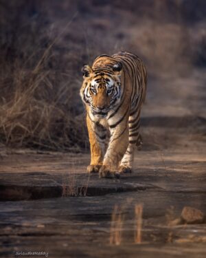 Sri Sudha Bhimireddy Instagram - P-142
From @pannatigerreserve_official 
This female tiger is  sister of P-141, presently mating partner for P-663……

The face and jawline of this tigress looks similar with her sister… also looks like Bollywood actress kareenakapoor jawline… 
P-142  is existing in upper plateau of panna tiger reserve called Hinauta.. 

If u can see the close image of the nose of this tigress, bcoz of the lantena in Hinauta area, the nose area looks scar filled and dark !!!!!!

Wishing next season with amazing sightings from this tigress with number of cubs💕🐅🫰❤️ in Hinauta.. 

So excited for the next season at Hinauta 💕🐅❤️🐅