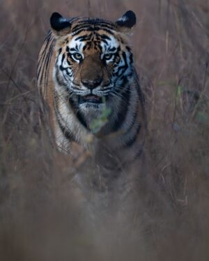 Sri Sudha Bhimireddy Instagram - P-142
From @pannatigerreserve_official 
This female tiger is  sister of P-141, presently mating partner for P-663……

The face and jawline of this tigress looks similar with her sister… also looks like Bollywood actress kareenakapoor jawline… 
P-142  is existing in upper plateau of panna tiger reserve called Hinauta.. 

If u can see the close image of the nose of this tigress, bcoz of the lantena in Hinauta area, the nose area looks scar filled and dark !!!!!!

Wishing next season with amazing sightings from this tigress with number of cubs💕🐅🫰❤️ in Hinauta.. 

So excited for the next season at Hinauta 💕🐅❤️🐅