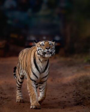 Sri Sudha Bhimireddy Instagram - P-142
From @pannatigerreserve_official 
This female tiger is  sister of P-141, presently mating partner for P-663……

The face and jawline of this tigress looks similar with her sister… also looks like Bollywood actress kareenakapoor jawline… 
P-142  is existing in upper plateau of panna tiger reserve called Hinauta.. 

If u can see the close image of the nose of this tigress, bcoz of the lantena in Hinauta area, the nose area looks scar filled and dark !!!!!!

Wishing next season with amazing sightings from this tigress with number of cubs💕🐅🫰❤️ in Hinauta.. 

So excited for the next season at Hinauta 💕🐅❤️🐅