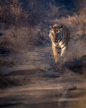 Sri Sudha Bhimireddy Instagram - P-142
From @pannatigerreserve_official 
This female tiger is  sister of P-141, presently mating partner for P-663……

The face and jawline of this tigress looks similar with her sister… also looks like Bollywood actress kareenakapoor jawline… 
P-142  is existing in upper plateau of panna tiger reserve called Hinauta.. 

If u can see the close image of the nose of this tigress, bcoz of the lantena in Hinauta area, the nose area looks scar filled and dark !!!!!!

Wishing next season with amazing sightings from this tigress with number of cubs💕🐅🫰❤️ in Hinauta.. 

So excited for the next season at Hinauta 💕🐅❤️🐅