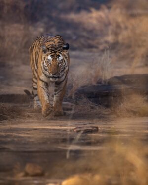 Sri Sudha Bhimireddy Instagram - P-142
From @pannatigerreserve_official 
This female tiger is  sister of P-141, presently mating partner for P-663……

The face and jawline of this tigress looks similar with her sister… also looks like Bollywood actress kareenakapoor jawline… 
P-142  is existing in upper plateau of panna tiger reserve called Hinauta.. 

If u can see the close image of the nose of this tigress, bcoz of the lantena in Hinauta area, the nose area looks scar filled and dark !!!!!!

Wishing next season with amazing sightings from this tigress with number of cubs💕🐅🫰❤️ in Hinauta.. 

So excited for the next season at Hinauta 💕🐅❤️🐅