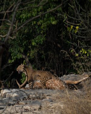 Sri Sudha Bhimireddy Instagram - My first sighting of leopard with the fresh  kill , after my photography career… 

Sighting a leopard in tiger territory is difficult and this sighting with the kill on ground, looks like a fresh hunt… 🐆 🦌…

Thank you @maheshpdomre for guiding driver to position the vehicle as such I can photograph this sighting in all possibilities. 

Sighted on 21-01/2025

#panna #pannatigerreserve