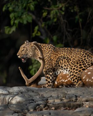 Sri Sudha Bhimireddy Instagram - My first sighting of leopard with the fresh  kill , after my photography career… 

Sighting a leopard in tiger territory is difficult and this sighting with the kill on ground, looks like a fresh hunt… 🐆 🦌…

Thank you @maheshpdomre for guiding driver to position the vehicle as such I can photograph this sighting in all possibilities. 

Sighted on 21-01/2025

#panna #pannatigerreserve