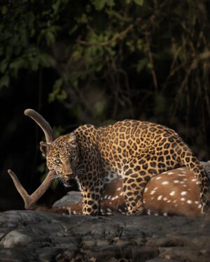 Sri Sudha Bhimireddy Instagram - My first sighting of leopard with the fresh  kill , after my photography career… 

Sighting a leopard in tiger territory is difficult and this sighting with the kill on ground, looks like a fresh hunt… 🐆 🦌…

Thank you @maheshpdomre for guiding driver to position the vehicle as such I can photograph this sighting in all possibilities. 

Sighted on 21-01/2025

#panna #pannatigerreserve