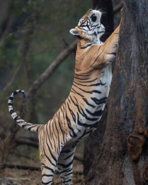 Sri Sudha Bhimireddy Instagram - New year
New beginnings 
Exciting with the new sightings I have ever experienced... 

Thank you nature for experiencing this exclusive sightings ……🐅🐅🐅💫🐅🐅🫰🫰
Tiger 101 (Baadal) from @ranthambore_national_park @rajasthan_tourism @rajasthanforestdepartment ..

Sighted this tiger in my morning safari, zone -6 dated 08 January 2025