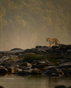 Sri Sudha Bhimireddy Instagram - One more landscape shot from @pannatigerreserve_official @pannatiger_reserve ……
This is the reason I prefer this tiger reserve multiple visits… the beautiful landscapes, plateaus and surprising sightings!!💕🐆🐅🫰
@pannatigerreserve_official is my all time favourite place even I had zero sightings.
These shots are shot in BOAT SAFARI. ….
I suggest tourists who visit panna tiger reserve must experience this BOATING EXPERIENCE. 🫰💕 

Shot dated January 11/2025