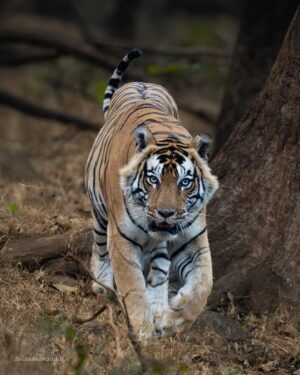 Sri Sudha Bhimireddy Instagram - New year
New beginnings 
Exciting with the new sightings I have ever experienced... 

Thank you nature for experiencing this exclusive sightings ……🐅🐅🐅💫🐅🐅🫰🫰
Tiger 101 (Baadal) from @ranthambore_national_park @rajasthan_tourism @rajasthanforestdepartment ..

Sighted this tiger in my morning safari, zone -6 dated 08 January 2025