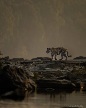Sri Sudha Bhimireddy Instagram - One more landscape shot from @pannatigerreserve_official @pannatiger_reserve ……
This is the reason I prefer this tiger reserve multiple visits… the beautiful landscapes, plateaus and surprising sightings!!💕🐆🐅🫰
@pannatigerreserve_official is my all time favourite place even I had zero sightings.
These shots are shot in BOAT SAFARI. ….
I suggest tourists who visit panna tiger reserve must experience this BOATING EXPERIENCE. 🫰💕 

Shot dated January 11/2025