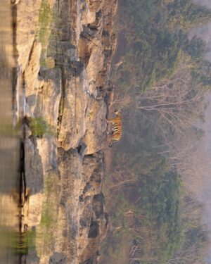 Sri Sudha Bhimireddy Instagram - One more landscape shot from @pannatigerreserve_official @pannatiger_reserve ……
This is the reason I prefer this tiger reserve multiple visits… the beautiful landscapes, plateaus and surprising sightings!!💕🐆🐅🫰
@pannatigerreserve_official is my all time favourite place even I had zero sightings.
These shots are shot in BOAT SAFARI. ….
I suggest tourists who visit panna tiger reserve must experience this BOATING EXPERIENCE. 🫰💕 

Shot dated January 11/2025