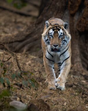 Sri Sudha Bhimireddy Instagram - New year
New beginnings 
Exciting with the new sightings I have ever experienced... 

Thank you nature for experiencing this exclusive sightings ……🐅🐅🐅💫🐅🐅🫰🫰
Tiger 101 (Baadal) from @ranthambore_national_park @rajasthan_tourism @rajasthanforestdepartment ..

Sighted this tiger in my morning safari, zone -6 dated 08 January 2025